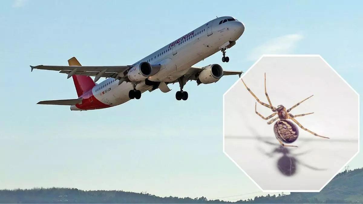 Imagen de archivo de un avión de Iberia en Peinador y de una araña