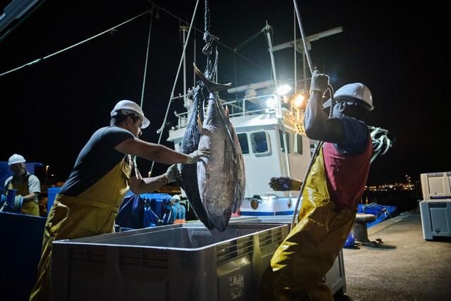 Descarga de atún en el puerto de Santa Cruz