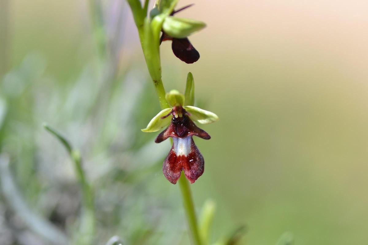 "Ophrys insectifera" o mosca.
