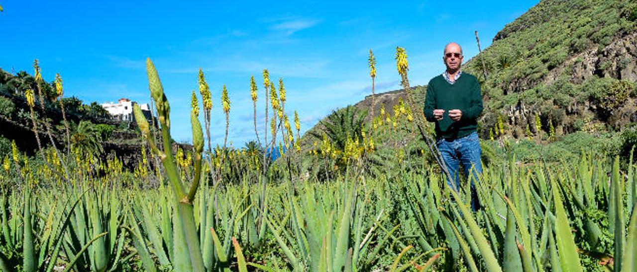 Los fabricantes de aloe vera se unen ante la invasión de productos foráneos