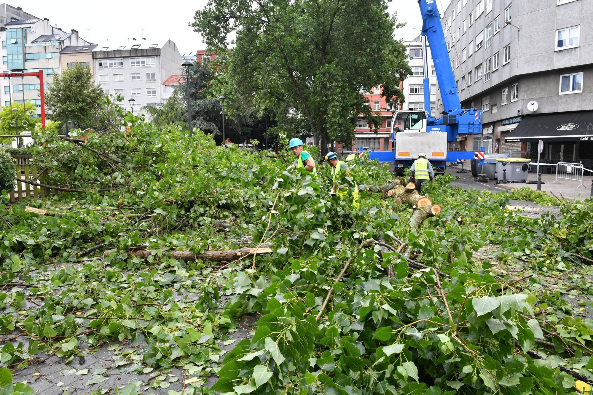 Tala de árboles en el entorno de la plaza de la Tolerancia