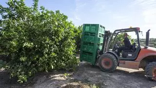 La agricultura devuelve el crecimiento a la exportación alicantina pese al estancamiento de la industria