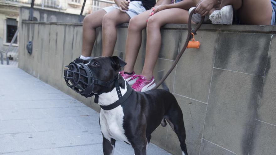 Tres joves amb un gos de raça potencialment perillosa