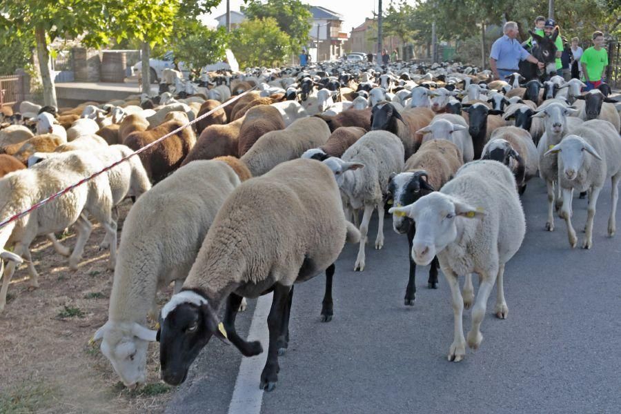 Fiesta de la Trashumancia en San Vitero