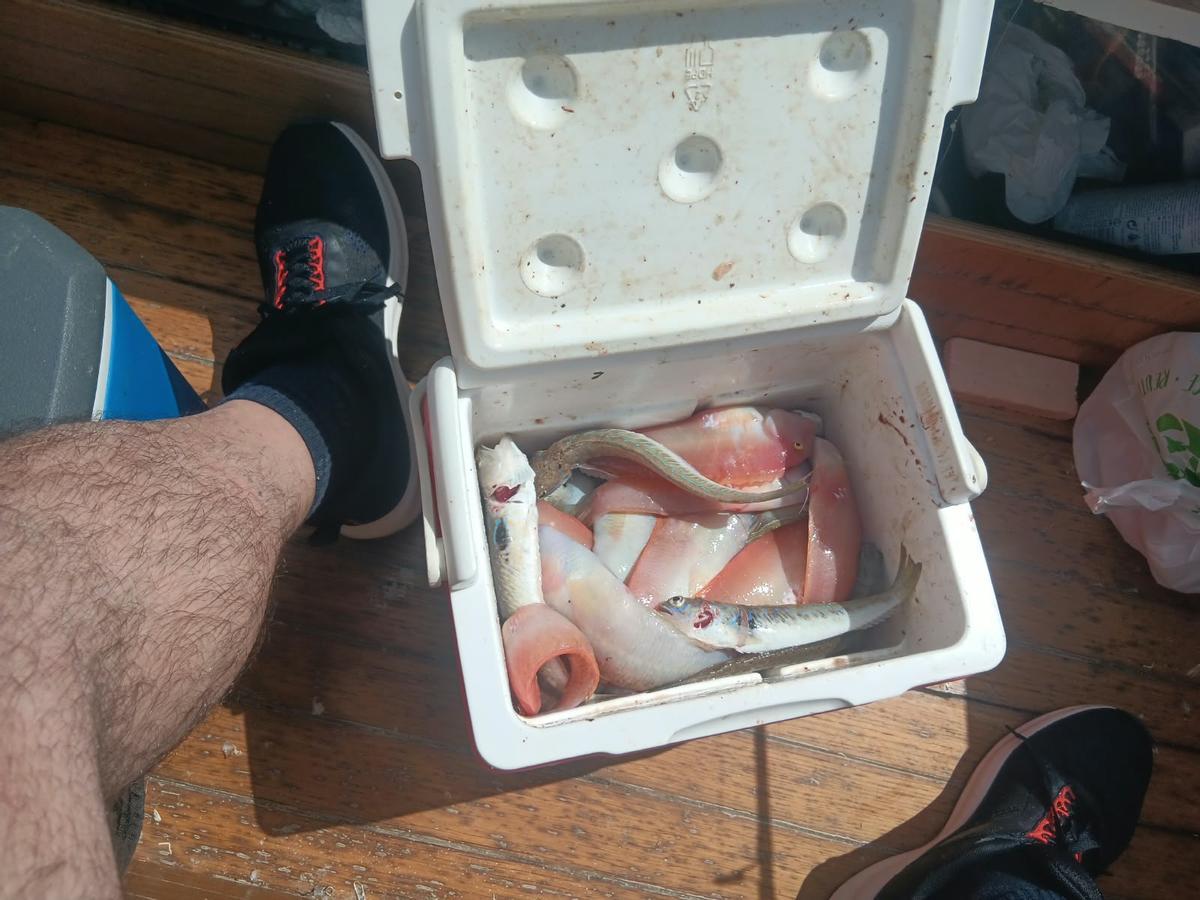 PESCA DEL RAOR | Los primeros 'raors', en imágenes PESCA DEL RAOR | Los primeros 'raors', en imágenes