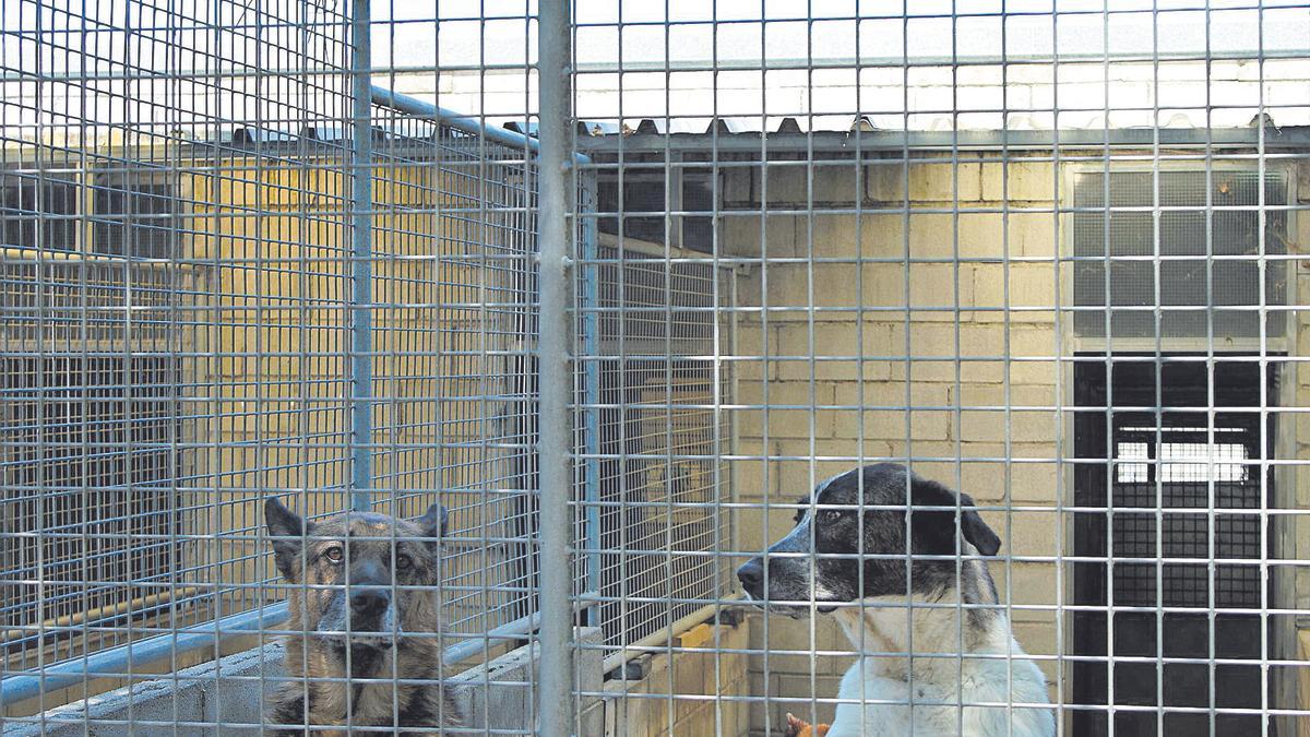 Dos perros en uno de los caniles del refugio de Bando