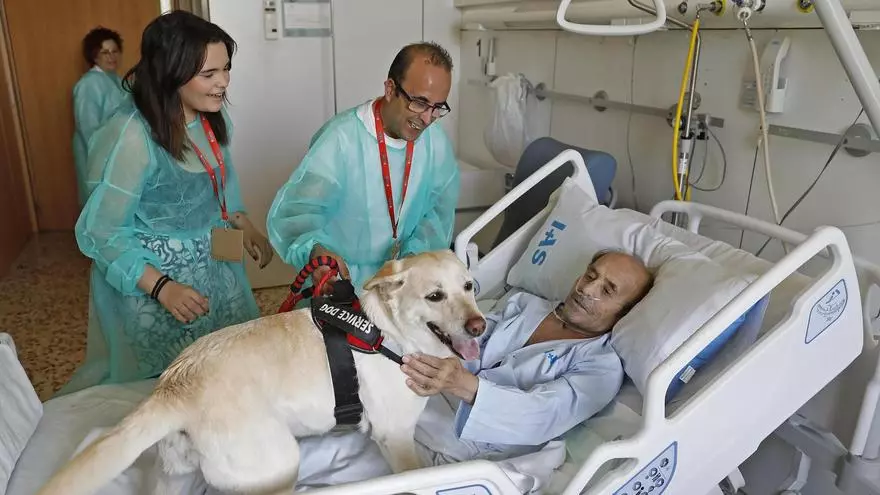 Dejar que los perros entren en paliativos para despedirse de sus dueños: "La echaba de menos, es como una hija para mí"