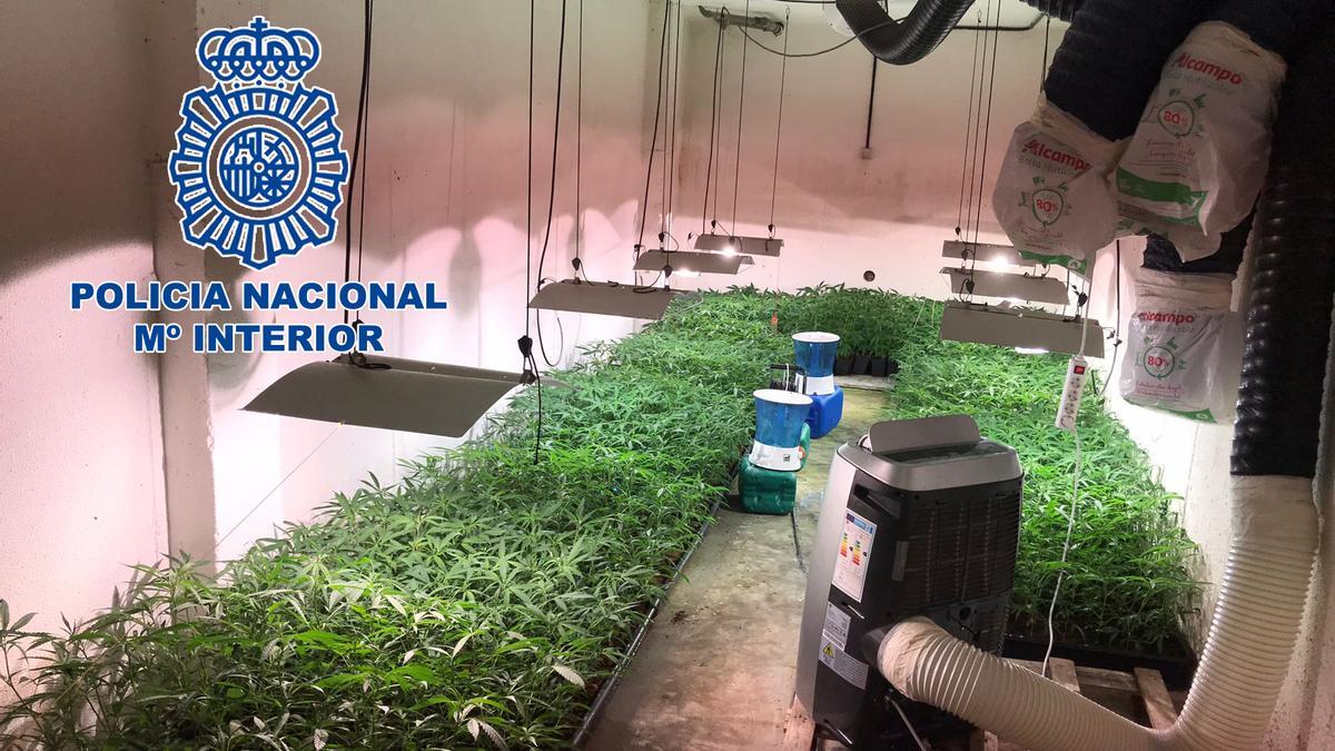 Tres mil plantas de marihuana han sido incautadas por la Comisaría de Elche en esta operación con cinco detenidos