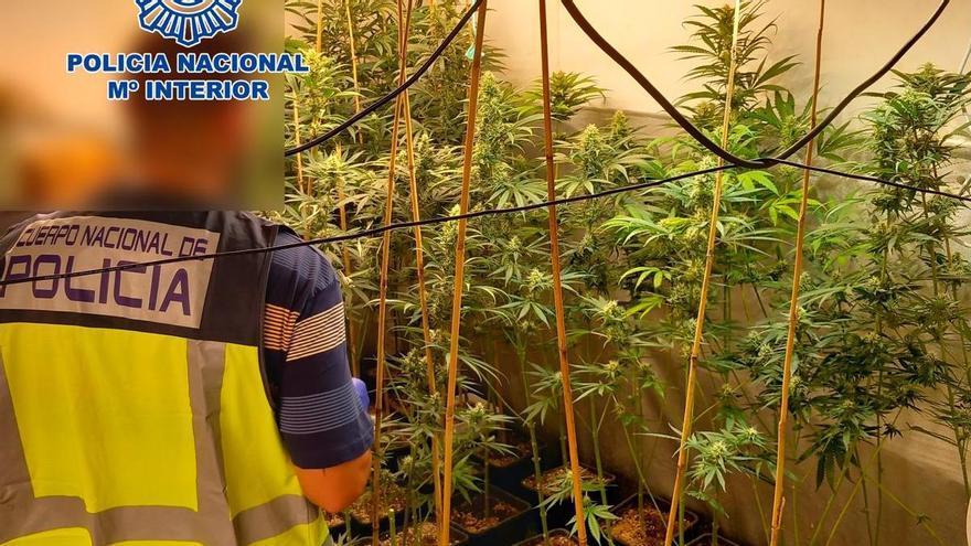 Detenido por cultivar 139 plantas de marihuana en el interior de una vivienda en Alzira