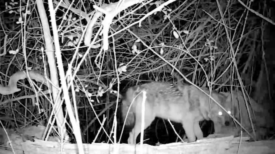 Detectado por primera vez un chacal dorado vivo en España a las puertas de Zaragoza