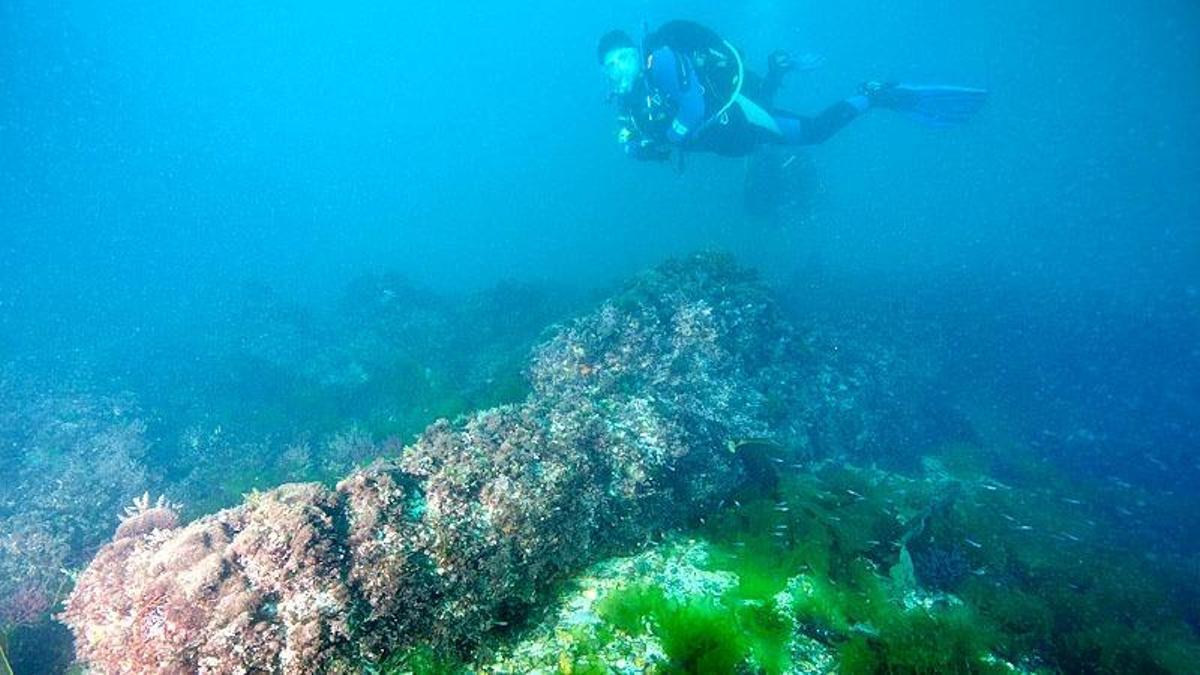 Un buzo, en el agua.
