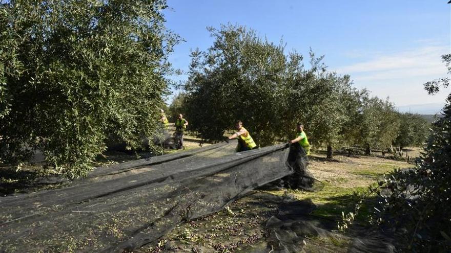 La superficie ecológica andaluza aumentará en el 2015 un 20%