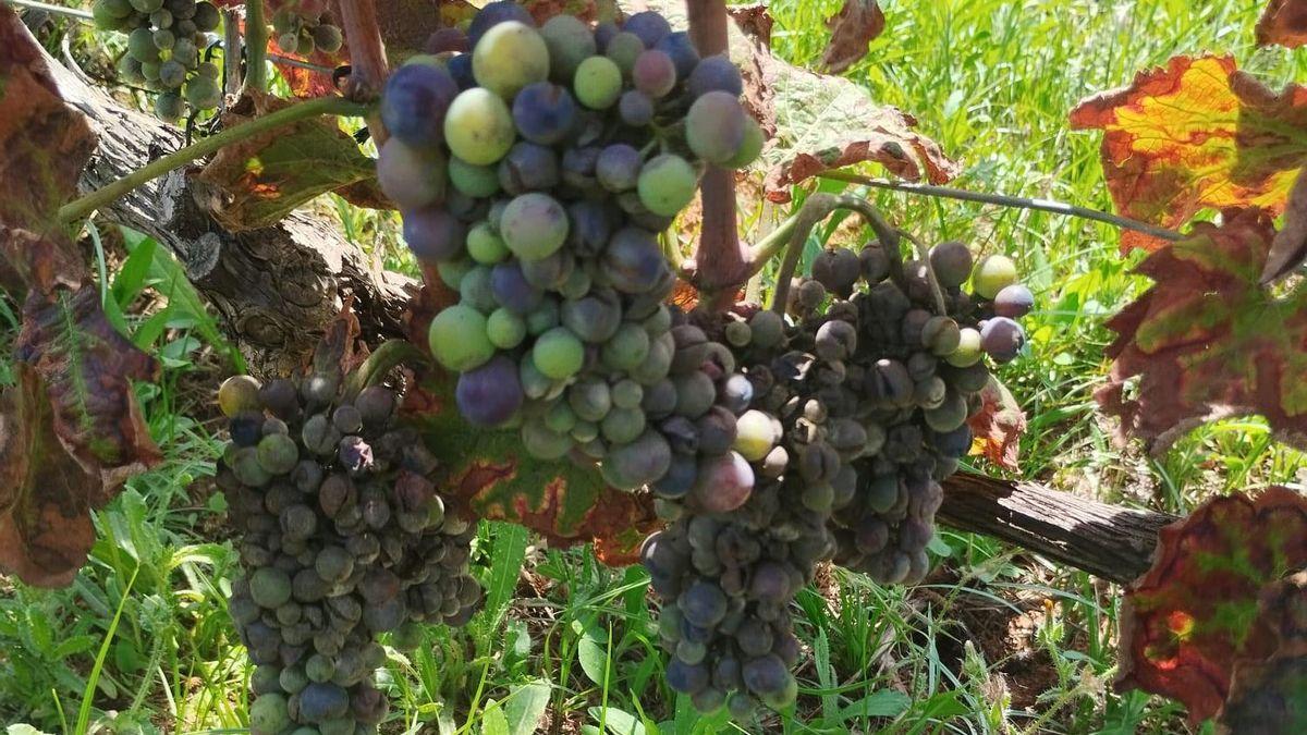 Un racimo de uvas afectado por el mildiu.