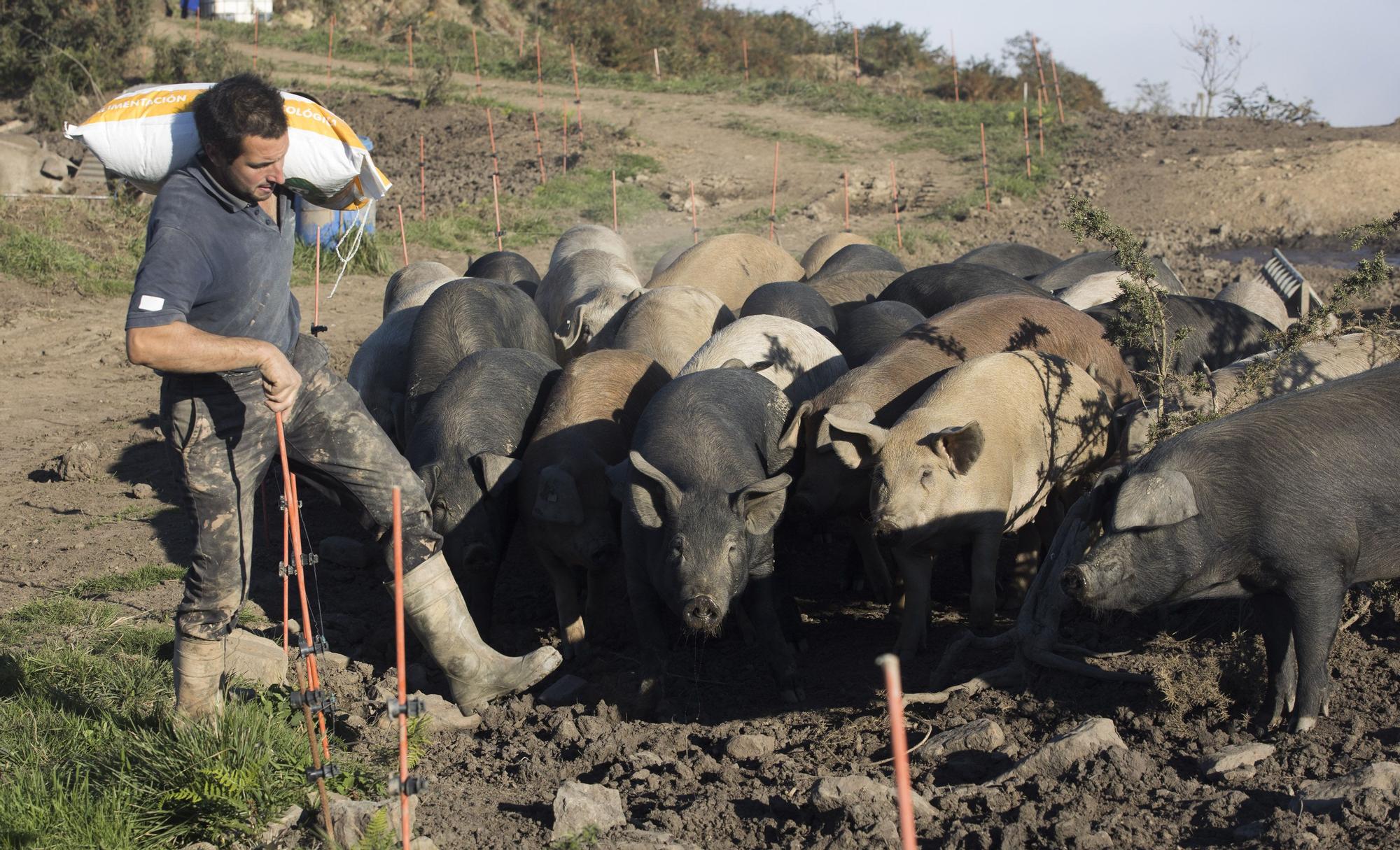 Monte Cabriles, el refugio porcino de Siero que acaba de ser reconocido con un sello de calidad