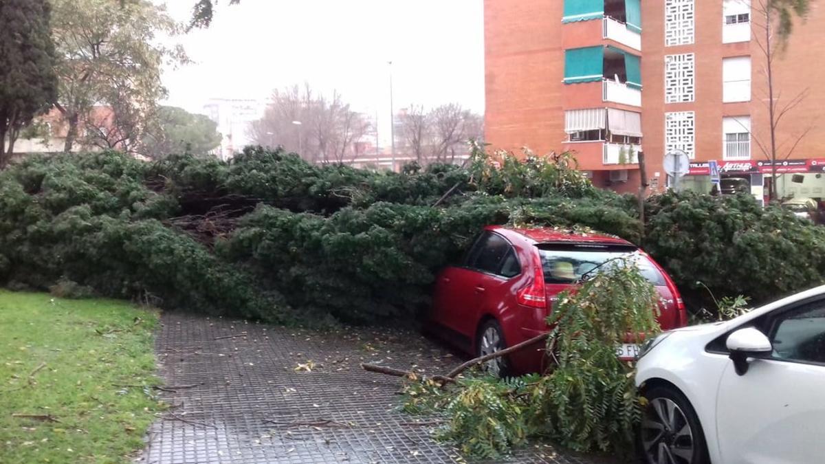 Árbol caído sobre un coche en Gavà.