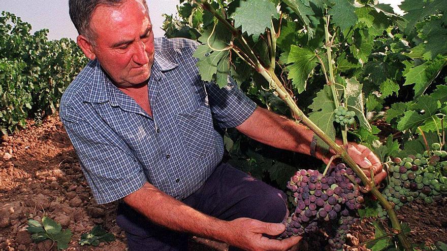 El vino cordobés se juega su futuro