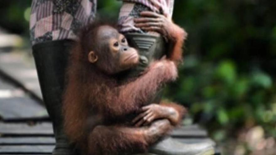 Una escuela para orangutanes