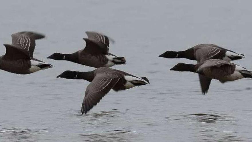 Una bandada de barnacla carinegra en pleno vuelo. 