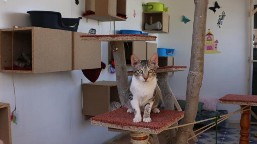 Imagen de una de las instalaciones del albergue animal de Torrevieja destinada a los gatos