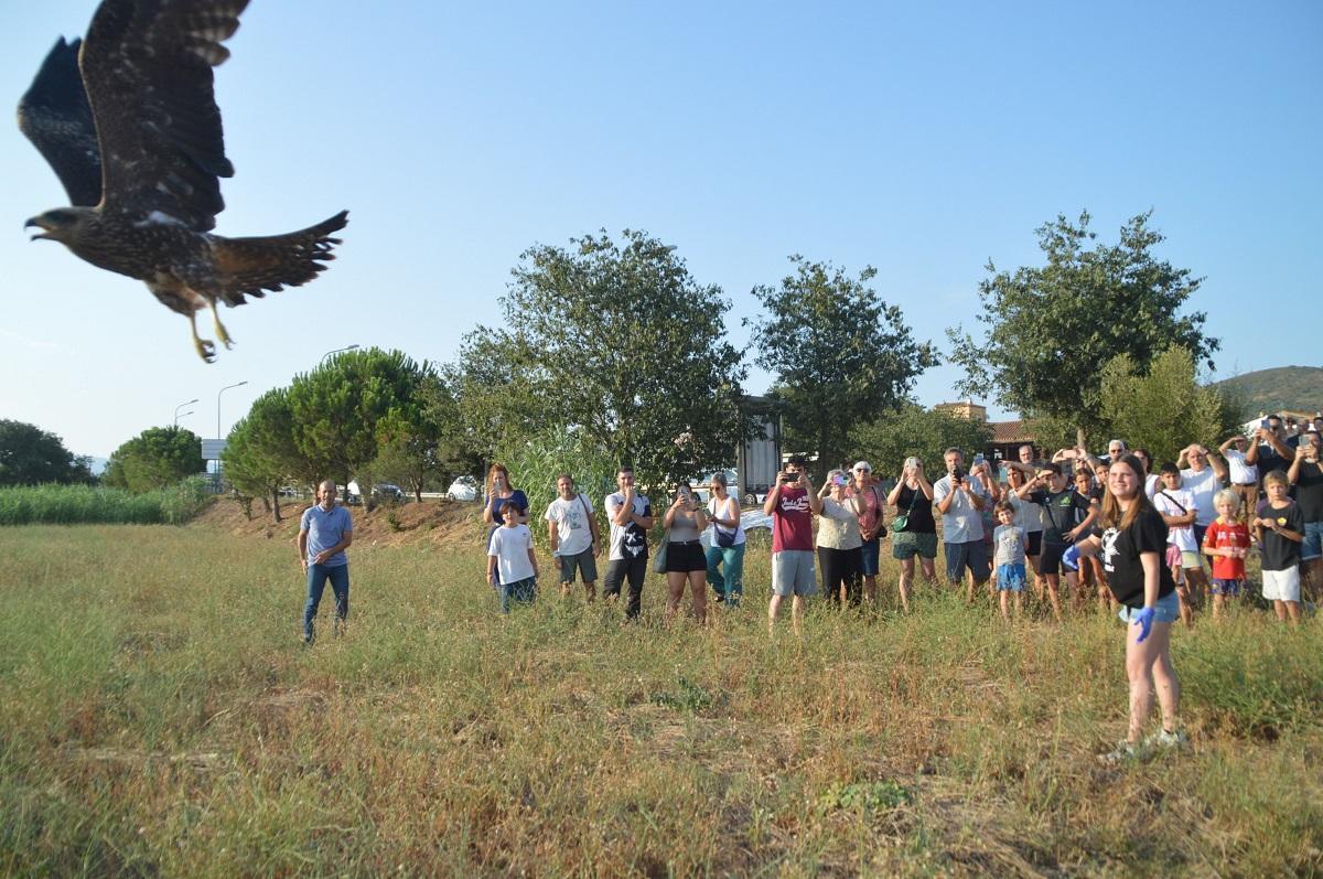 Alliberament d'un aligot recuperat de ferides en un acte amb voluntaris i públic