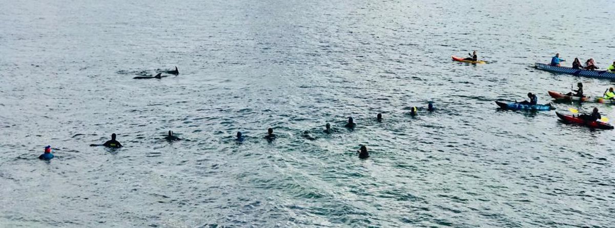 Los rescatadores tratan de acorralar a los delfines.