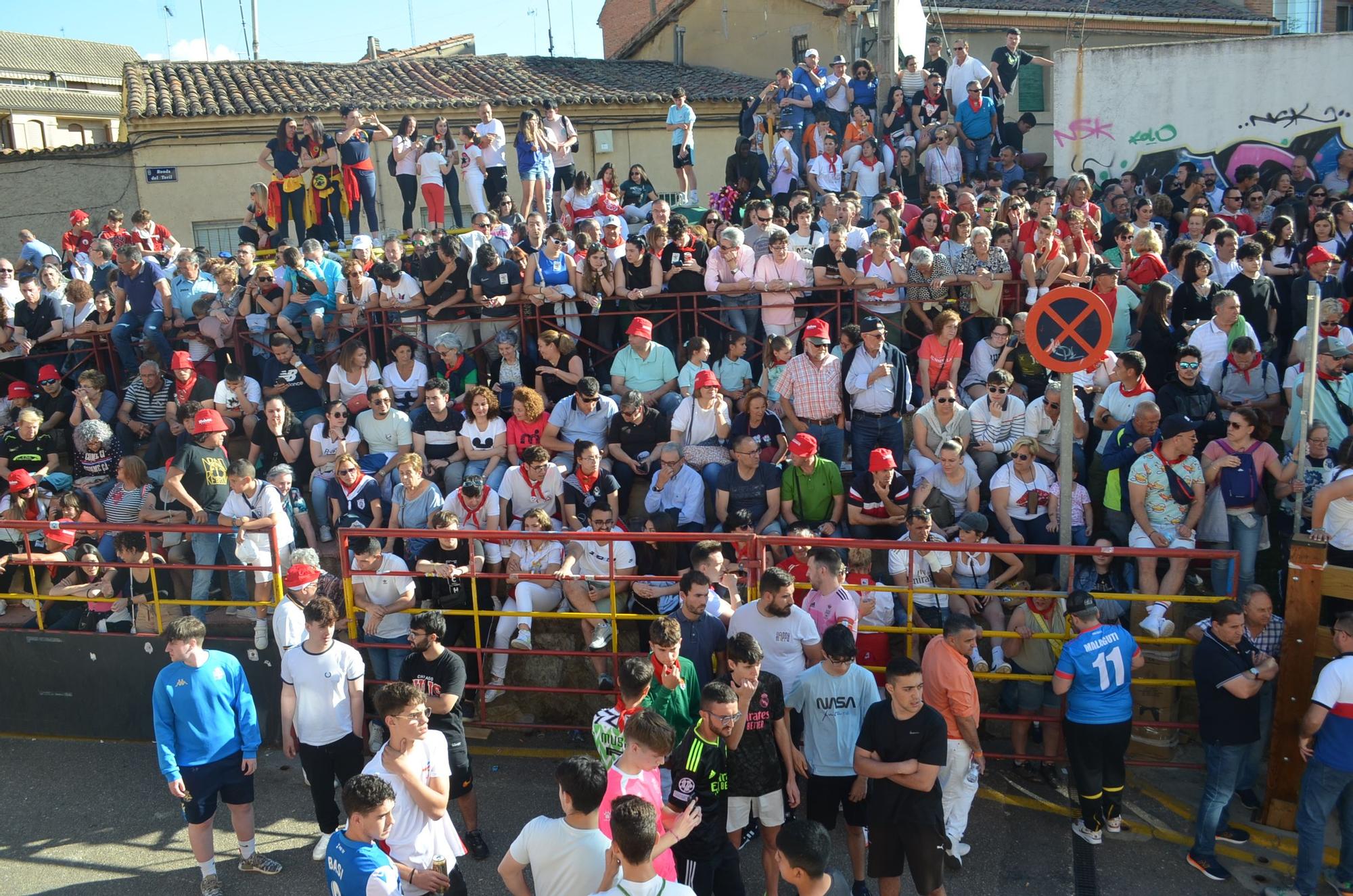 Fiestas del Toro en Benavente: La carrera del torito Belador en imágenes