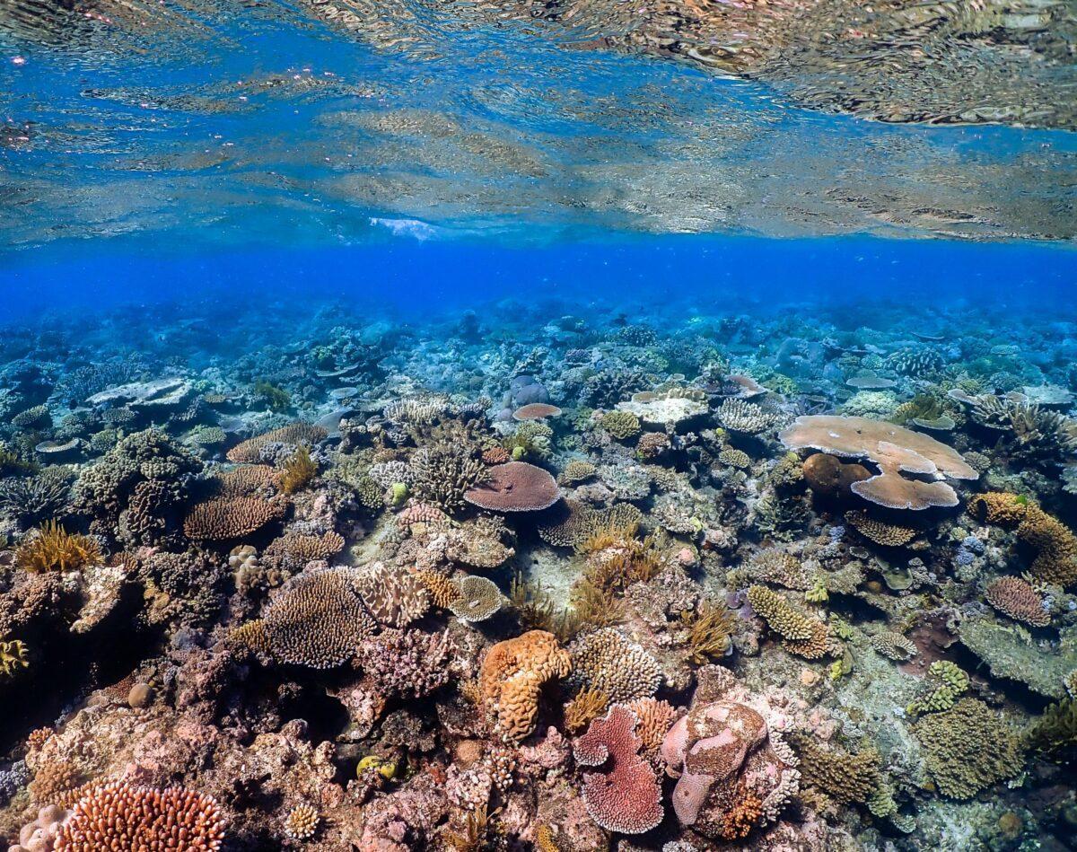 España, con los negacionistas: rechaza proteger la Gran Barrera de Coral