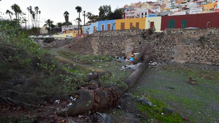 La ciudad tala más de 600 árboles  durante los últimos cuatro años