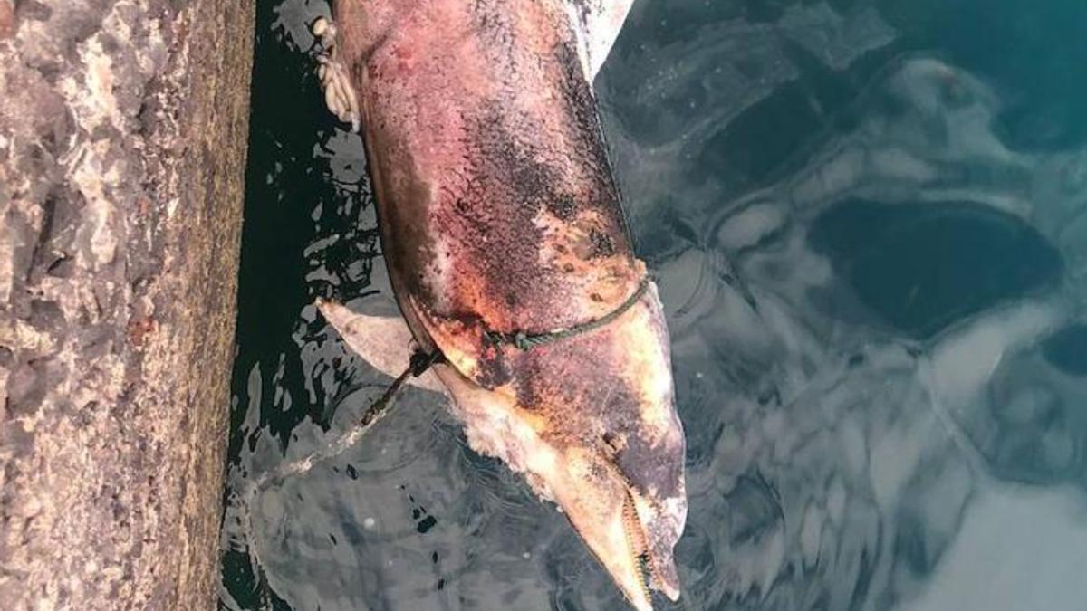 Rescatan el cadáver de un delfín en el Puerto de La Luz