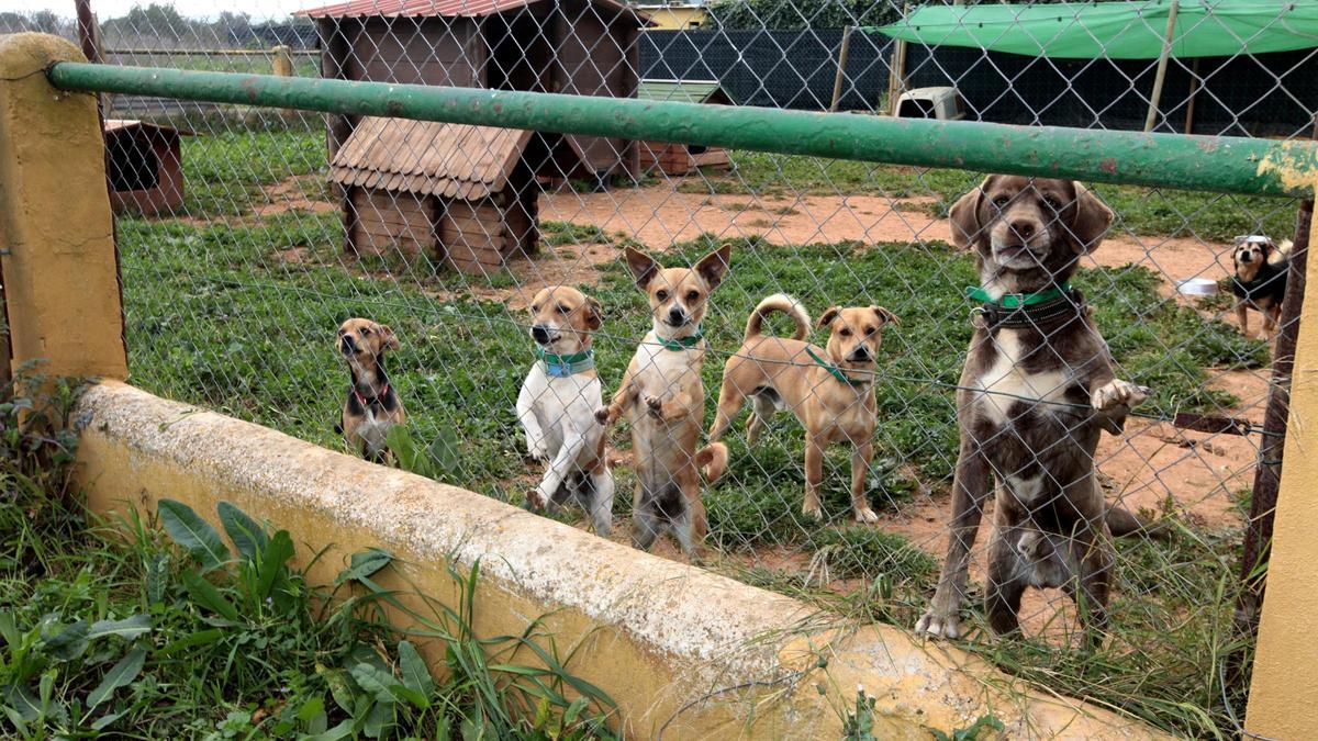 Imagen de archivo de varios perros en Can Dog.