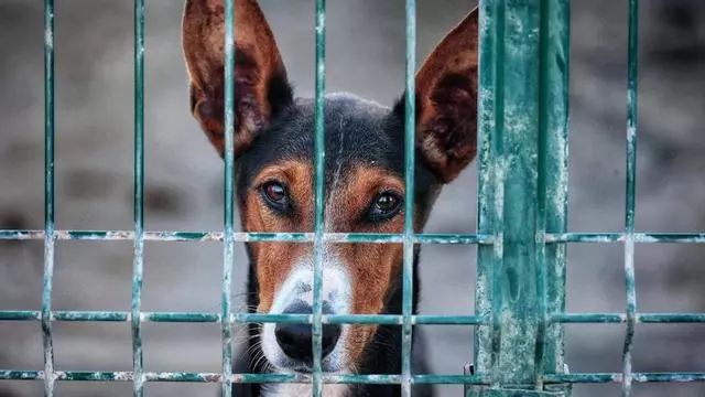 Abandono animal en Tenerife