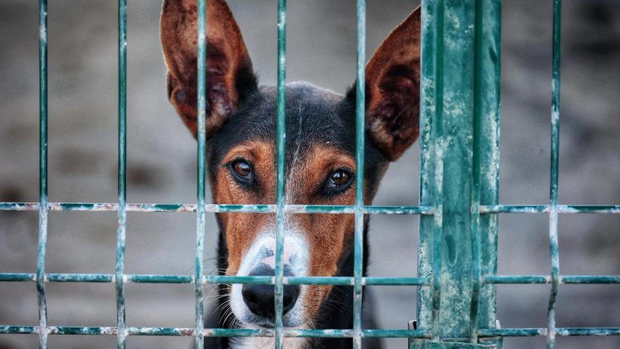 Tenerife Faces Animal Abandonment Crisis as Shelters Reach Triple Capacity
