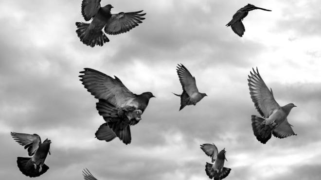 Descubierto el secreto de las palomas para orientarse: tienen 'sensores' en el hígado alineados con el campo magnético terrestre