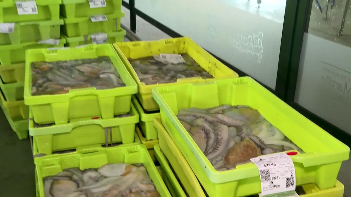 Vuelve el pulpo gallego tres meses después