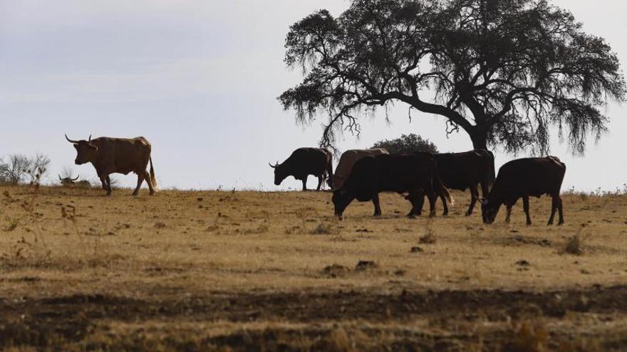 Casi 40.000 agricultores y ganaderos cordobeses solicitan una ayuda de la PAC