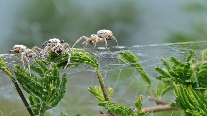 Algunas arañas han experimentado un salto evolutivo para volverse sociales