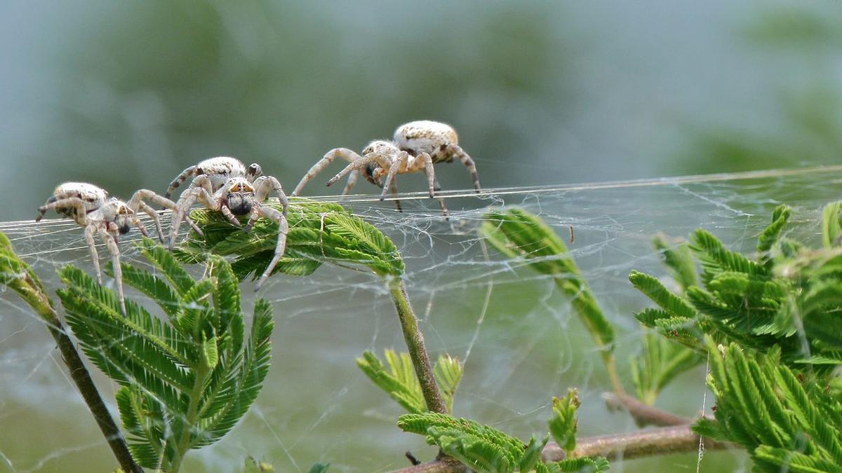 Arañas sociales africanas posadas en su tela en el Parque Nacional Kruger central, Mpumalanga, Sudáfrica.