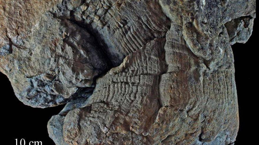 Dinópolis muestra huellas de grandes saurios en formato 4D