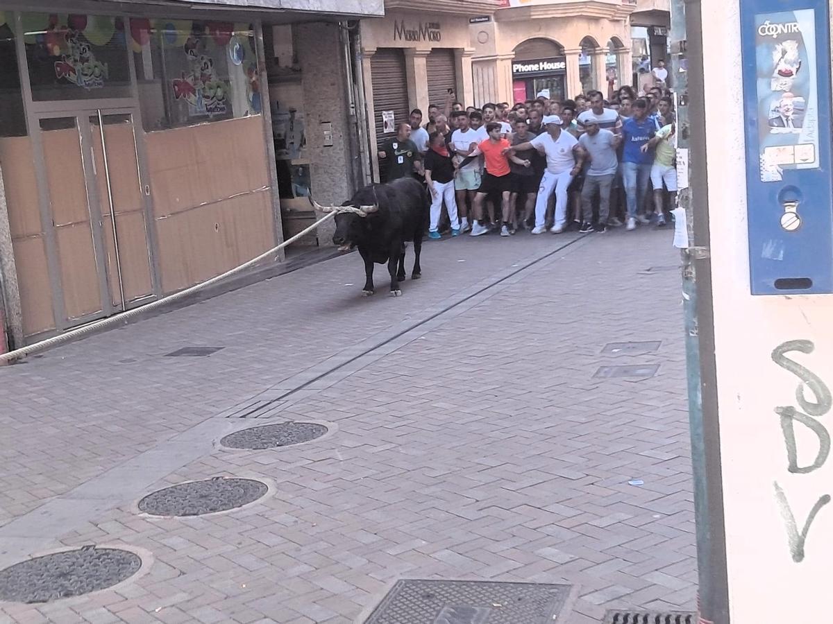 Así fue el recorrido del Toro Enmaromado Glorificado, por las calles de Benavente Así fue el recorrido del Toro Enmaromado Glorificado, por las calles de Benavente