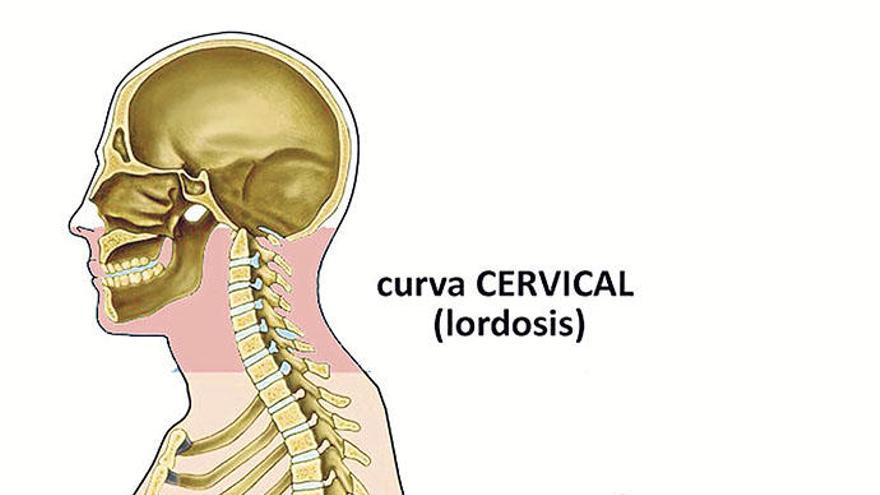 Curvas de la espalda.