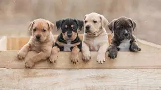 Belleza perruna: estas son las 10 razas de perro más bonitas que existen