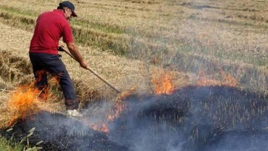 Cullera exige quemar la paja al detectar el triple de materia orgánica en cultivos de arroz