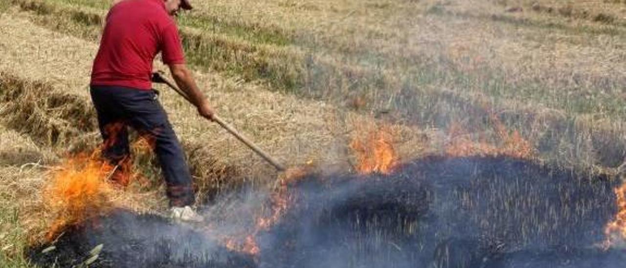 Cullera exige quemar la paja al detectar el triple de materia orgánica en cultivos de arroz