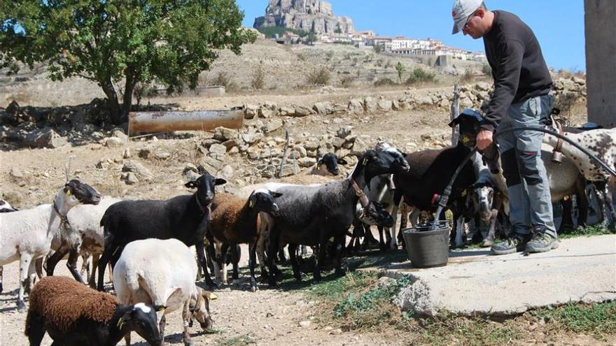 Alertan de que los ganaderos jóvenes se van a otras zonas