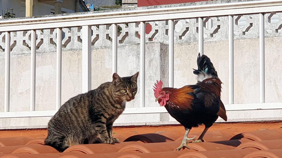 Un gato con una gallina.