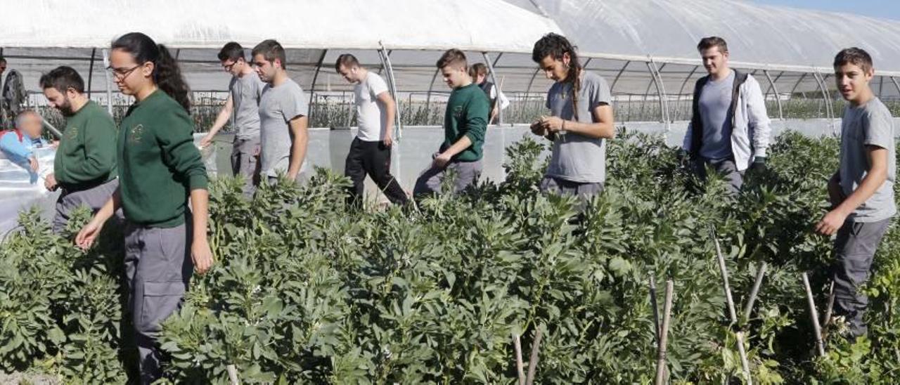 La agricultura entra en el instituto