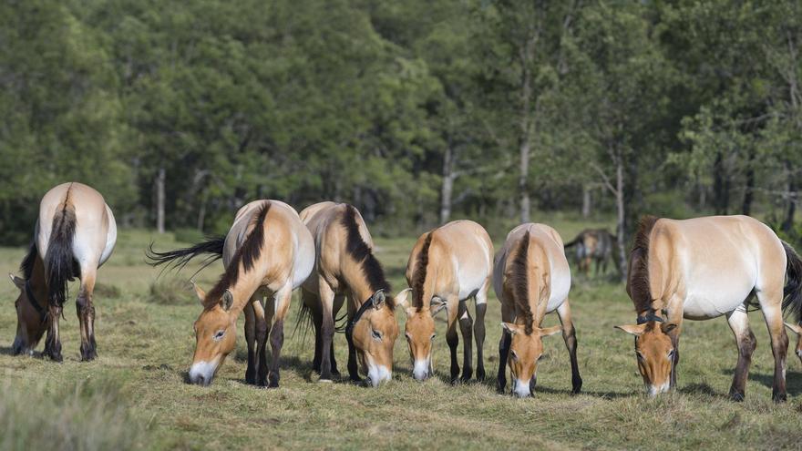 España impulsa la recuperación del único caballo salvaje del planeta