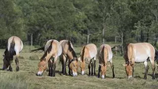 España impulsa la recuperación del único caballo salvaje del planeta