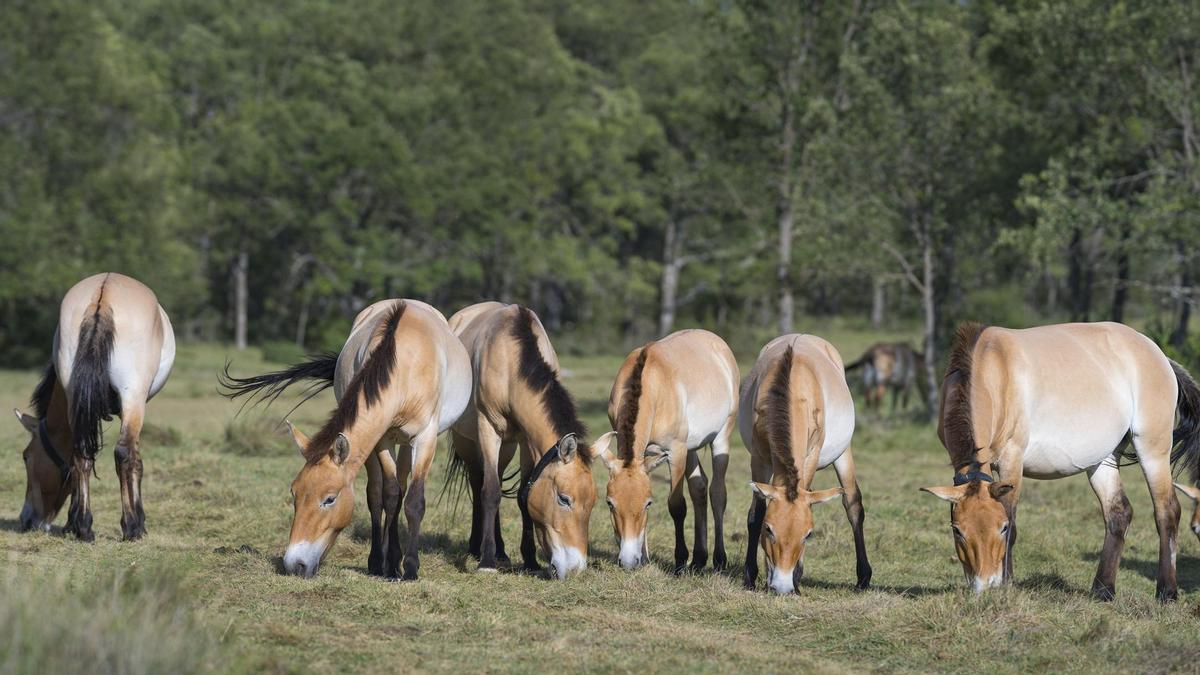 Caballos de Przewalski en Guadalajara