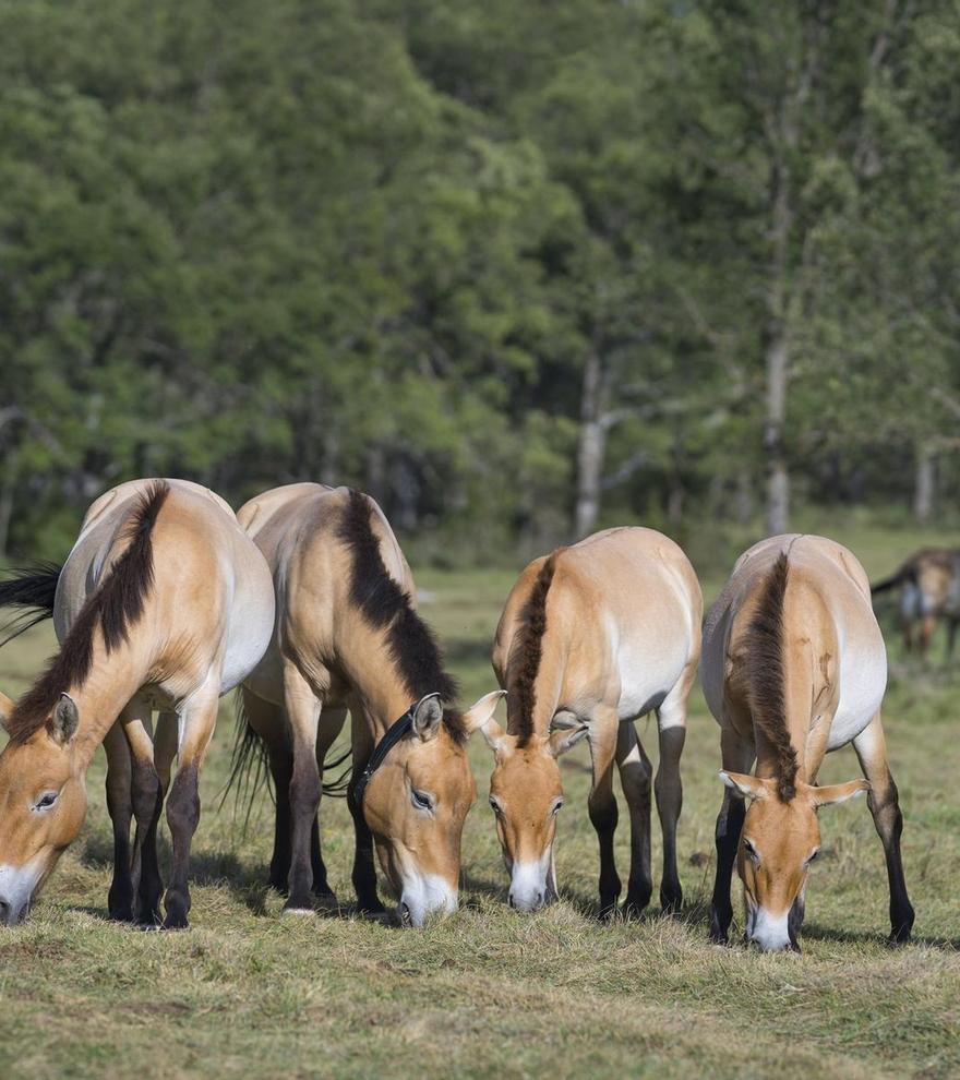 España impulsa la recuperación del único caballo salvaje del planeta